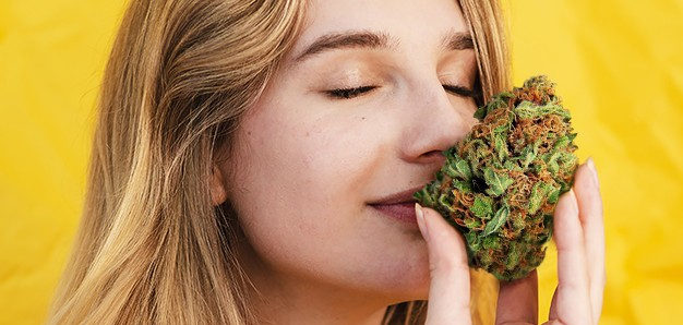 https://www.discountcannabisseeds.co.uk/