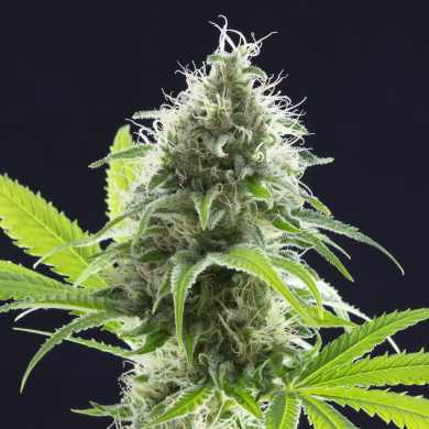 Cannabis Seeds Bank Review - Kannabia Seeds