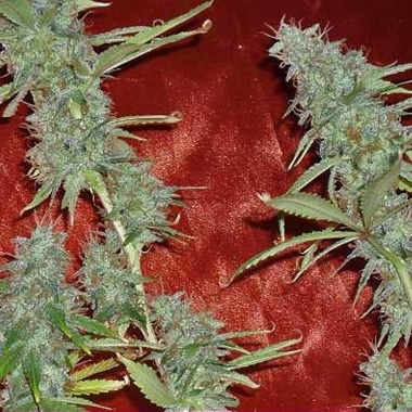 Cannabis Seeds - Dr Krippling's Krippleberry Auto Feminised Review.