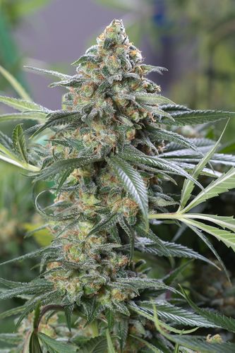 OG Kush CBD - Discount Cannabis Seeds