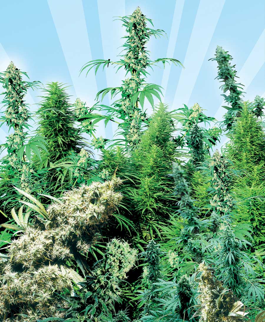 Cannabis Seeds - The Great Outdoors - Discount Cannabis Seeds.