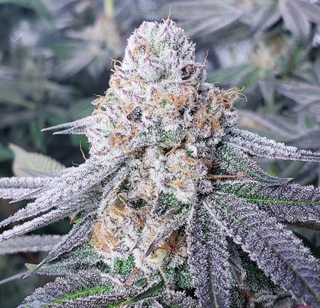 Cannabis Seeds - The Frosty Strains - Discount Cannabis Seeds.
