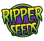 Auto K-Mintz Feminised Cannabis Seeds | Ripper Seeds