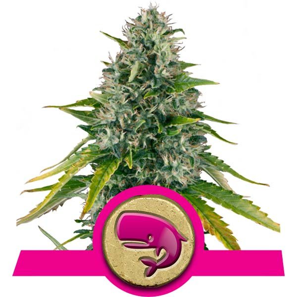 Royal Moby - Discount Cannabis Seeds