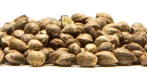  Benefits of buying cannabis seeds from Discount Cannabis Seeds