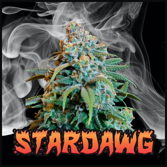 Stardawg Cannabis Seeds Strains at Discount Cannabis Seeds.