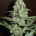 Homegrown C H.1 Auto Feminised Cannabis Seeds