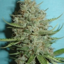 Super Crystal Feminised Cannabis Seeds