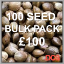 White Widow x Big Bud Feminised Cannabis Seeds | 100 Bulk Seeds