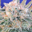 Auto Blueberry Ghost OG Feminised Cannabis Seeds | Original Sensible Seeds