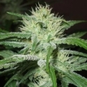 Buy Female Seeds Auto Speed Bud Feminised Cannabis Seeds