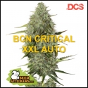 BCN Critical XXL Auto Feminised Cannabis Seeds | Seed Stockers