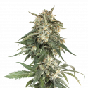 BCN Critical XXL Fast Feminised Cannabis Seeds | Seed Stockers