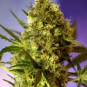 Mimosa Bruce Banner XL Auto Feminised Cannabis Seeds | Sweet Seeds