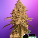 Baked Bomb Feminised Cannabis Seeds | Bomb Seeds 