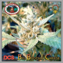 Big Buddha Cheese Feminised Cannabis Seeds | Big Buddha Seeds