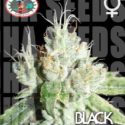 Black Cheese Feminised Cannabis Seeds | Big Buddha Seeds