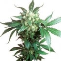 Black Domina Regular Cannabis Seeds | Sensi Seeds 