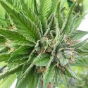 Gage Green Blue Dynamic Cannabis Seeds