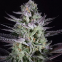 Blueberry Cookies Feminised Cannabis Seeds - Dinafem Seeds