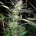 Purple Lightning Feminised Cannabis Seeds | British Columbia Seeds