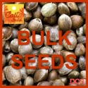 Blue Dream Feminised Cannabis Seeds - 100 Bulk Seeds