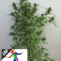 CBD Harlequin Feminsed Cannabis Seeds | Kera Seeds 