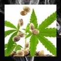 CBD Seeds - Discount Cannabis Seeds