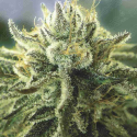 Canadian Kush 2.0 Feminised Cannabis Seeds | Medical Seeds
