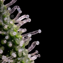 Deadlights Regular Cannabis Seeds | TGA Seeds 