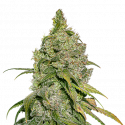 Do-Si-Dos Feminised Cannabis Seeds | Seed Stockers