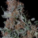 Don Blueberry Cookies Feminised Cannabis Seeds | Don Avalanche Seeds