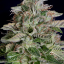 Don Megalodon Feminised Cannabis Seeds | Don Avalanche Seeds