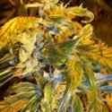Annapurna Feminised Cannabis Seeds
