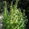 Critical Chaze Feminised Cannabis Seeds