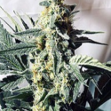 G13 x Widow Regular Cannabis Seeds | Mr Nice Seeds