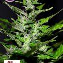  Gelato Feminised Cannabis Seeds | Kera Seeds