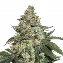 Girl Scout Cookies Auto Feminised Cannabis Seeds | Seed Stockers