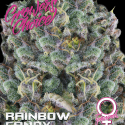 Rainbow Candy Feminised Cannabis Seeds - Growers Choice