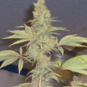 Strawberry Cough Regular Cannabis Seeds | Hazeman Seeds