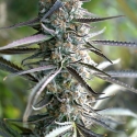 Pineapple Chem Auto Feminised Cannabis Seeds | Humboldt Seeds Organisation