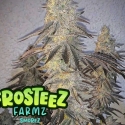 Smorez Feminised Cannabis Seeds - Frosteez Farmz