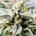 Pineapple Muffin Feminised Cannabis Seeds - Humboldt Seed Company