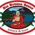 Kush Mintz Feminised Cannabis Seeds | Big Buddha Seeds 