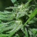 White KC Feminised Cannabis Seeds | KC Brains Seeds
