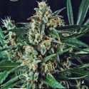 Dwarf Auto Feminised Cannabis Seeds | Kera Seeds