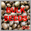 White Widow x AK Feminised Cannabis Seeds | 100 Bulk Seeds