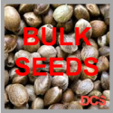 Black Domina Feminised Cannabis Seeds | 100 Seed Bulk Pack