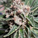 Mars Mellow Feminised Cannabis Seeds | Ministry of Cannabis