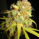 NL5 x Afghan Regular Cannabis Seeds | Mr Nice Seeds
